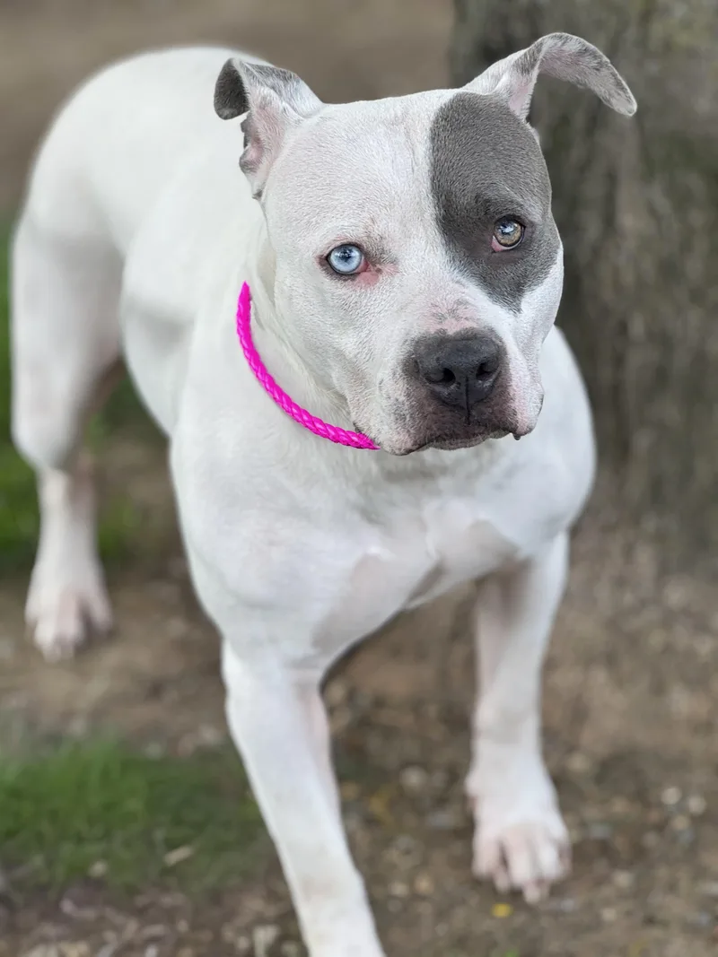 An adult medium-sized female Gray / Blue / Silver Pit Bull Terrier dog named Selma for adoption in Anderson, IN