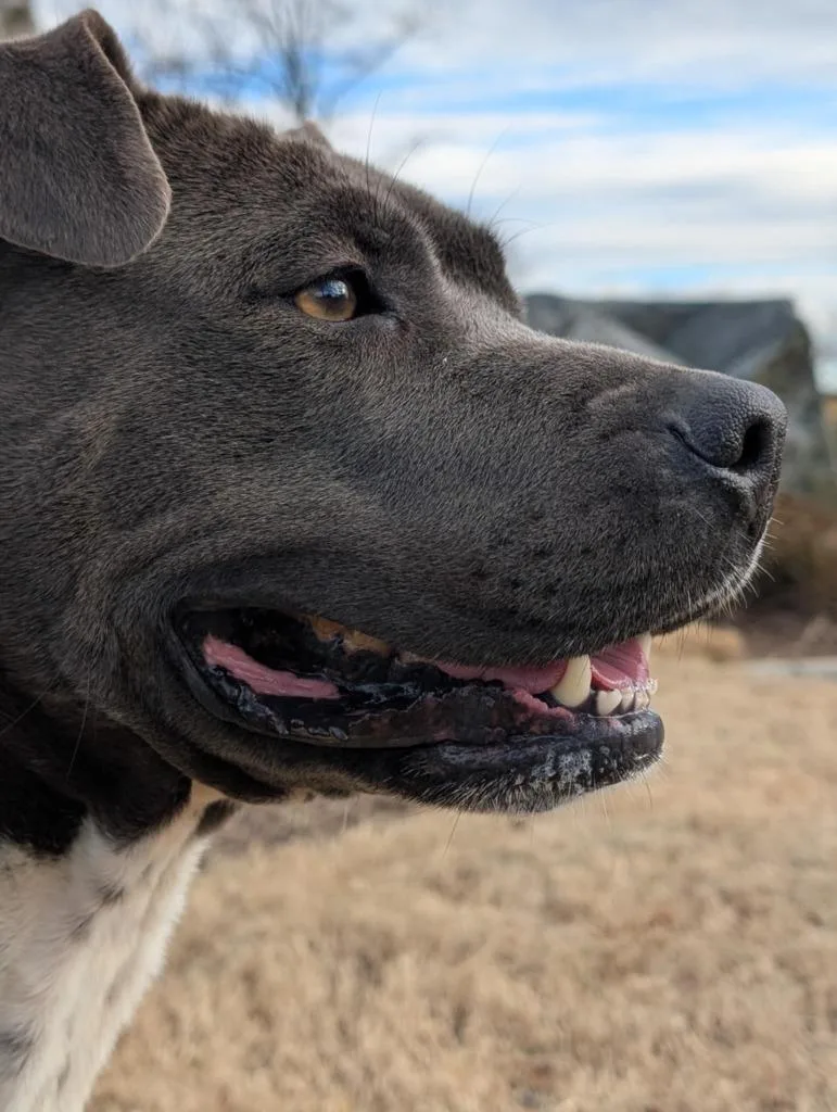 Honey Bun thumbnail 2