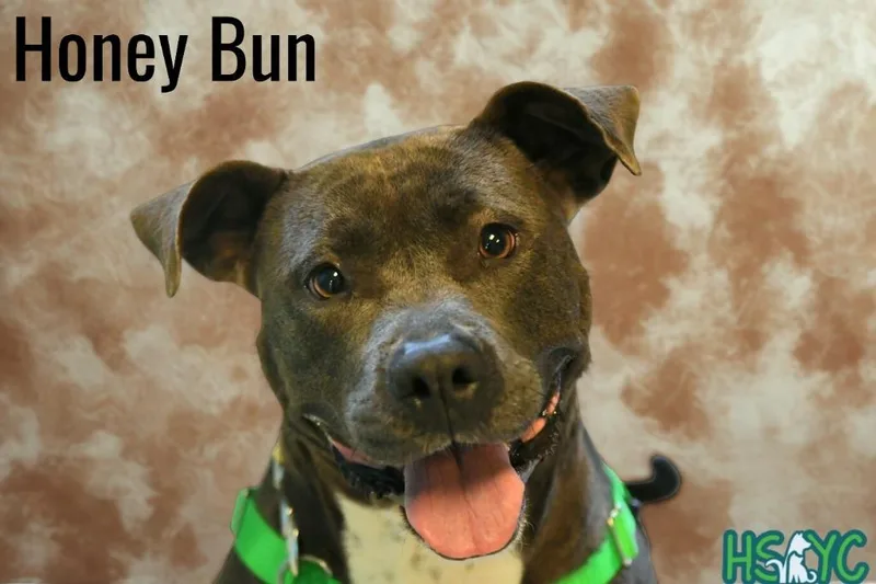 Honey Bun thumbnail 3