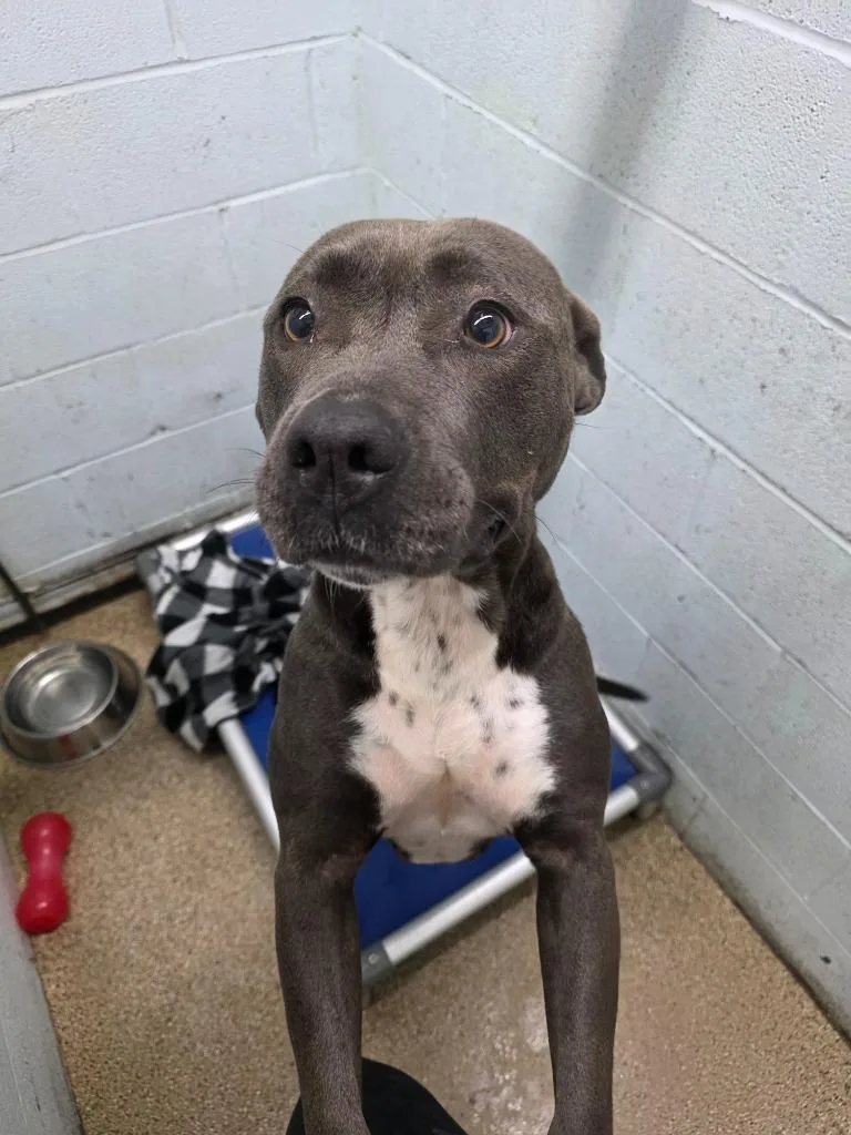 Honey Bun thumbnail 4