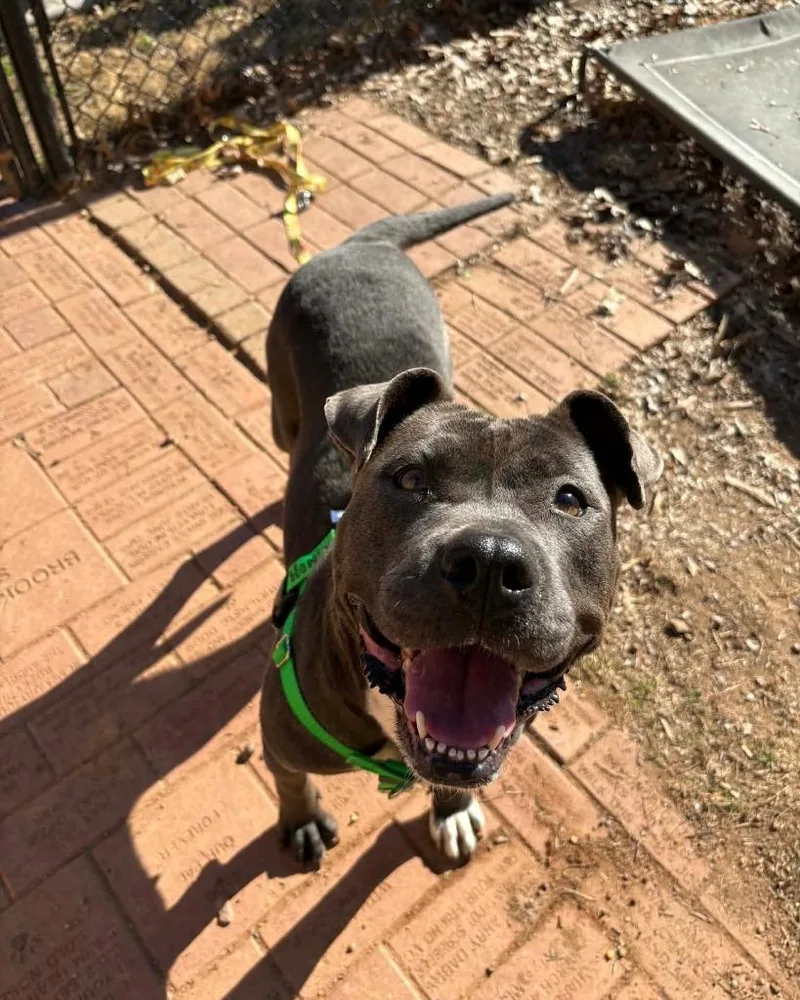 Honey Bun thumbnail 5