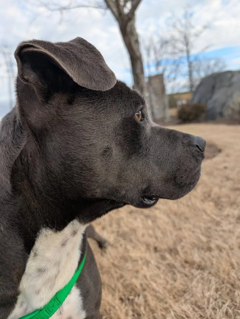 Honey Bun thumbnail 6