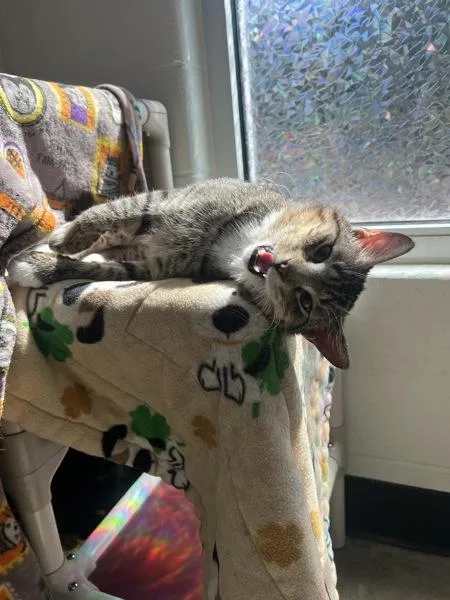A young medium-sized male Domestic Short Hair cat named Mason Bonded W for adoption in Silverdale, WA