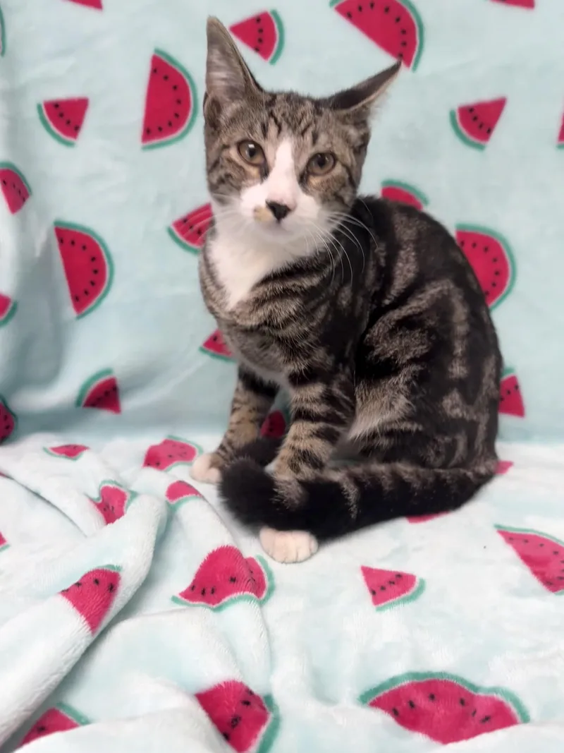A baby medium-sized female Tabby (Brown / Chocolate) Domestic Short Hair cat named Ivy for adoption in Valdosta, GA
