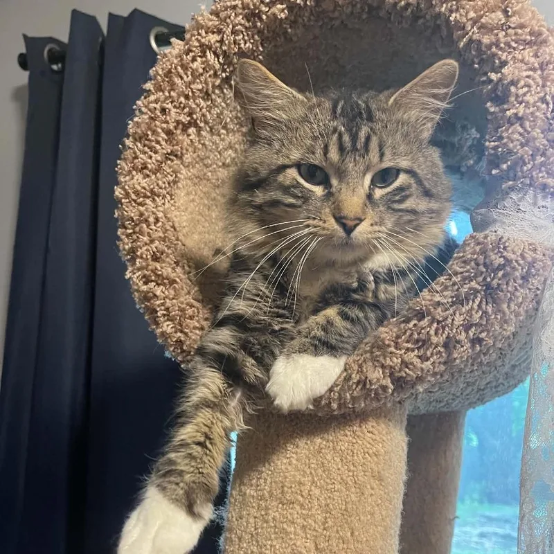 An adult small-sized male Brown / Chocolate Domestic Short Hair cat named Toby for adoption in Minneapolis, MN