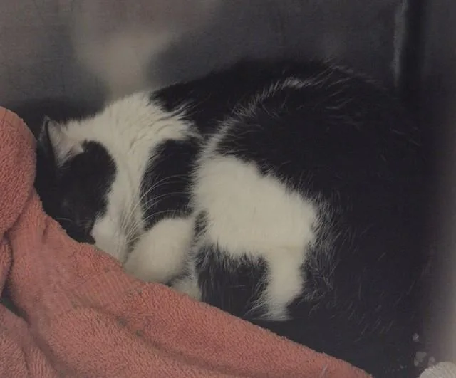 A young medium-sized male Domestic Short Hair cat named George for adoption in Decatur, IL
