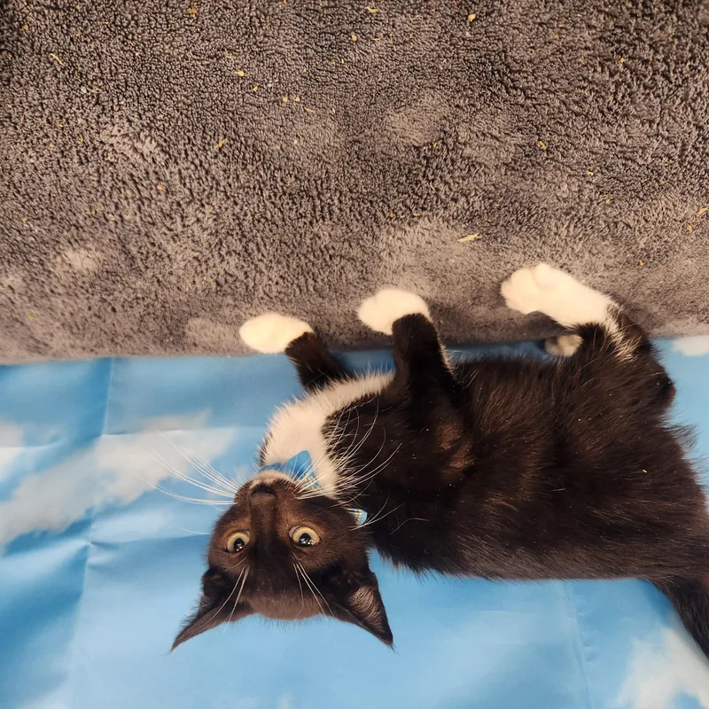 A baby medium-sized male Black & White / Tuxedo Domestic Short Hair cat named Zephyr for adoption in Hagerstown, MD