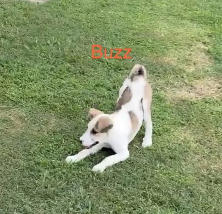 Buzz thumbnail 2