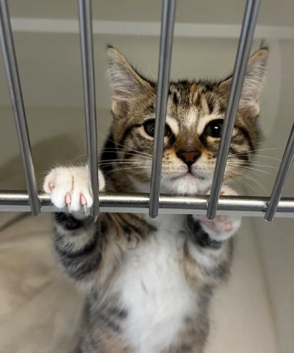 A baby medium-sized female American Shorthair cat named Hazelnut for adoption in Greenfield, IN