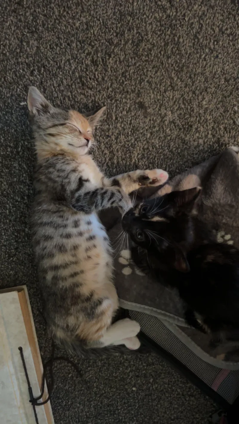 A baby small-sized female Domestic Short Hair cat named Queenie for adoption in Milwaukee, WI