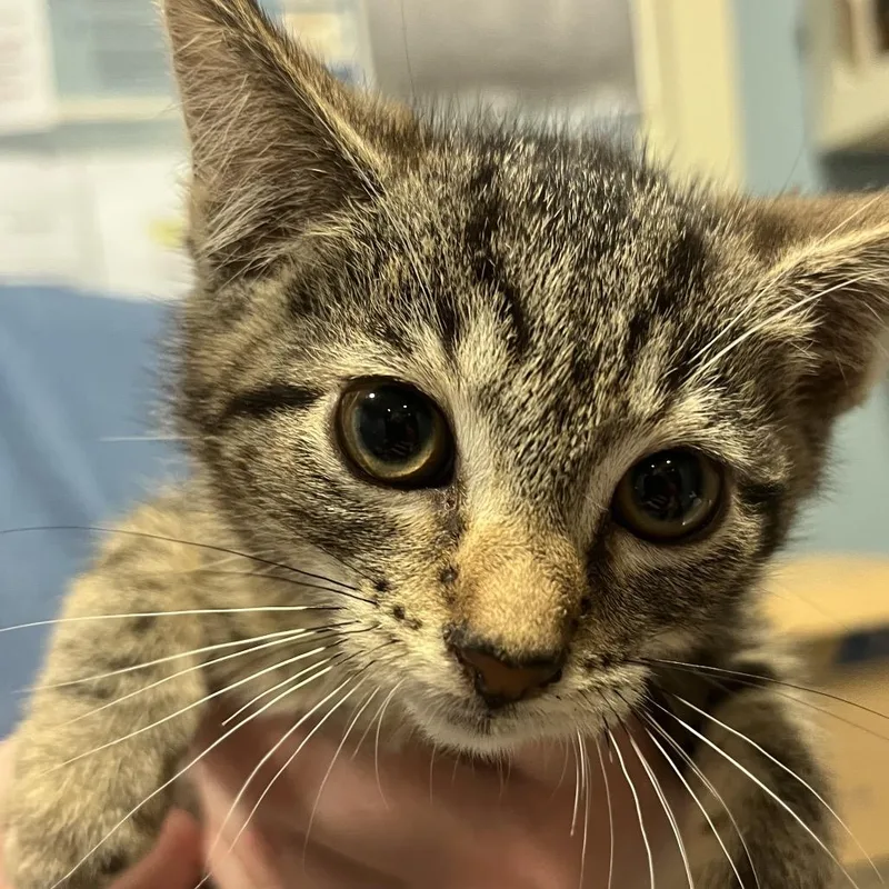 A baby small-sized female Brown / Chocolate Domestic Short Hair cat named Hubba Bubba for adoption in Chattanooga, TN