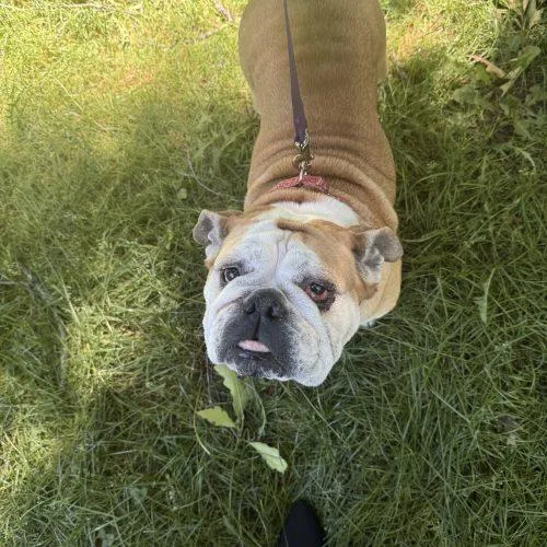 Penelope