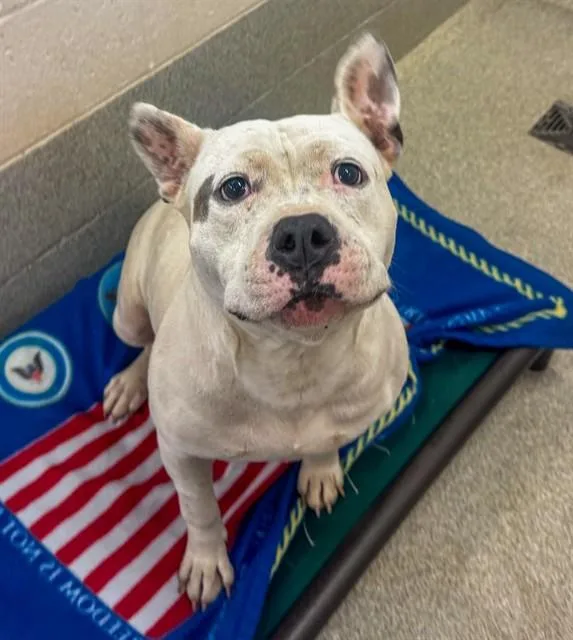 An adult large-sized female Pit Bull Terrier dog named Lilo for adoption in Statesville, NC