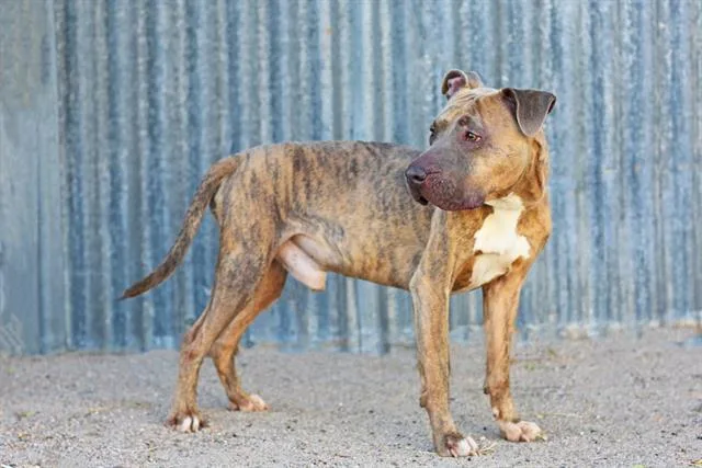 A young medium-sized male Pit Bull Terrier dog named Bacardi for adoption in Albuquerque, NM