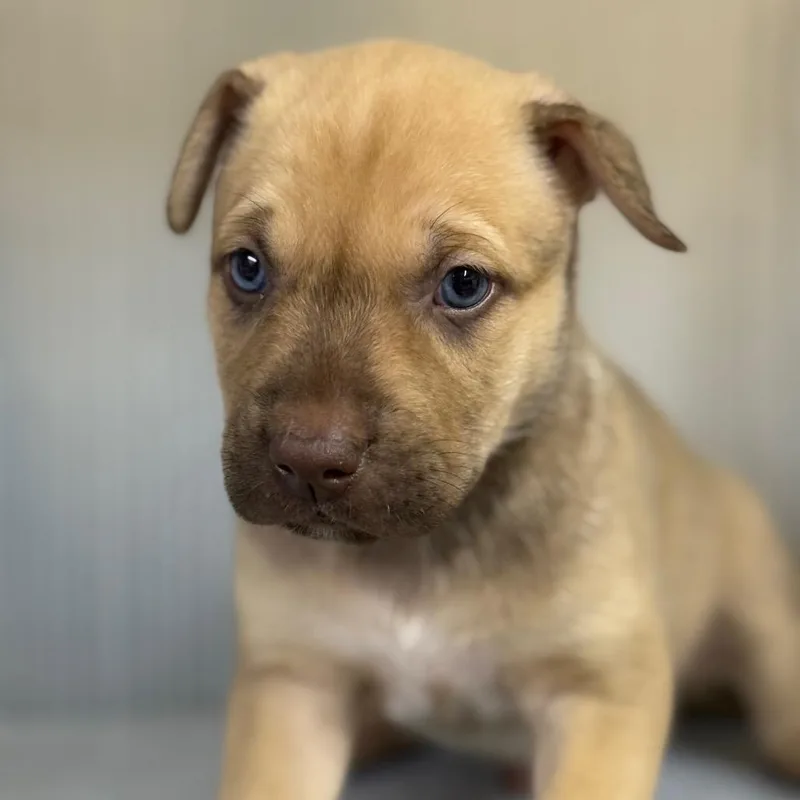 A baby small-sized male Brown / Chocolate Mixed Breed dog named Carter for adoption in Pauls Valley, OK