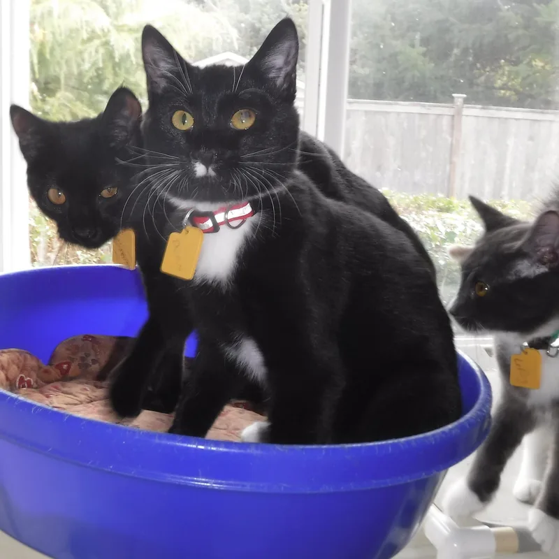 A baby medium-sized female Black Bombay cat named Shannon Fun and for adoption in Hoquiam, WA
