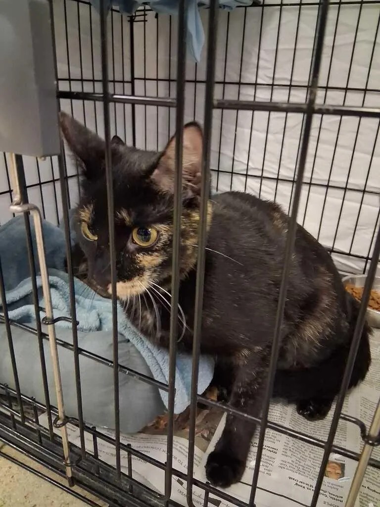 An adult small-sized female Black Domestic Short Hair cat named Rye for adoption in Cincinnati, OH