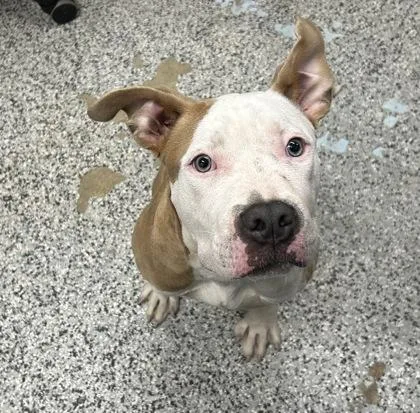 An adult medium-sized male Mixed Breed dog named Dudley for adoption in West Chester, PA