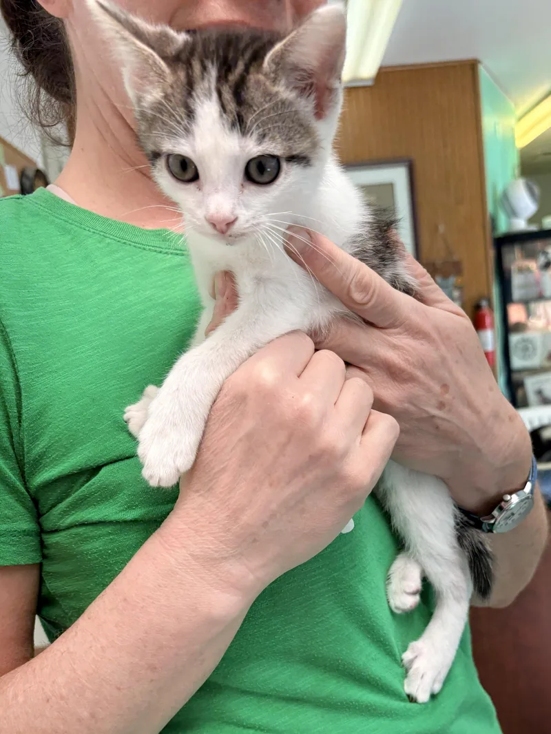 A baby medium-sized male Domestic Medium Hair cat named Patches for adoption in Quincy, CA