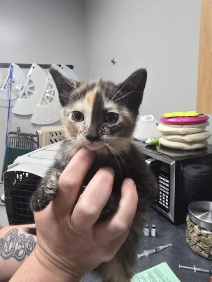 An adult small-sized female Domestic Short Hair cat named Kintla for adoption in Missoula, MT