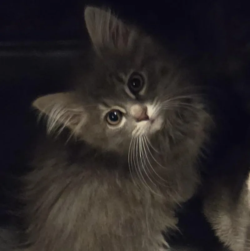 A baby medium-sized female Tabby (Gray / Blue / Silver) Domestic Medium Hair cat named Virginia for adoption in Green Brook, NJ