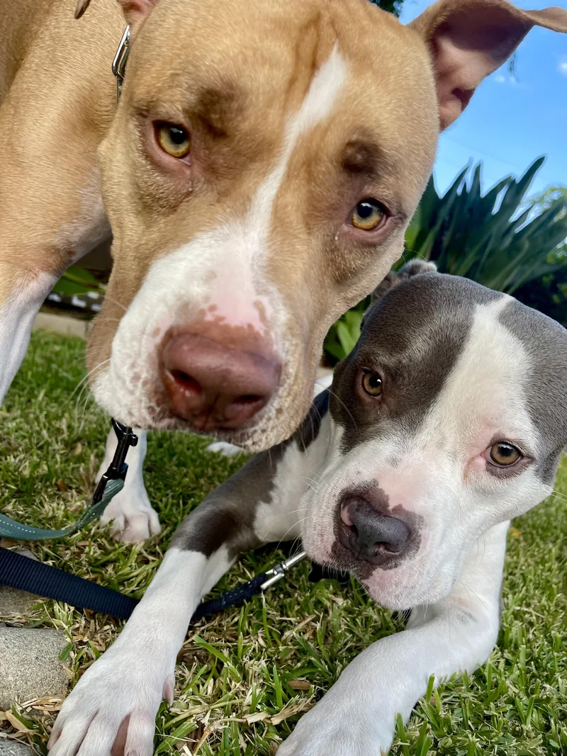 An adult medium-sized female Golden American Staffordshire Terrier dog named Luna for adoption in North Hollywood, CA
