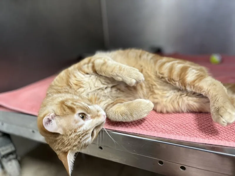 A young medium-sized male Orange & White Domestic Short Hair cat named Lance for adoption in Hilton Head Island, SC