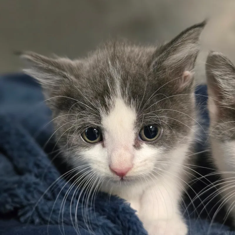 A baby small-sized male Gray / Blue / Silver Turkish Van cat named Garlic Bread for adoption in San Jacinto, CA
