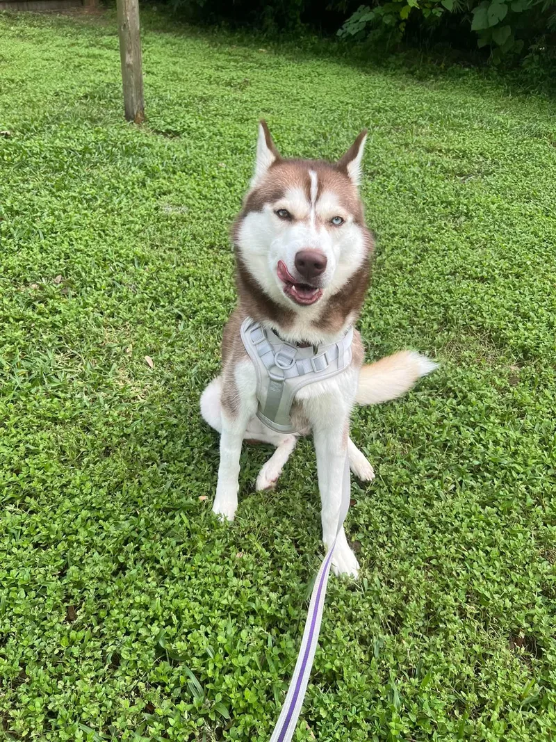 A young medium-sized male Siberian Husky dog named Ghost for adoption in New Smyrna Beach, FL