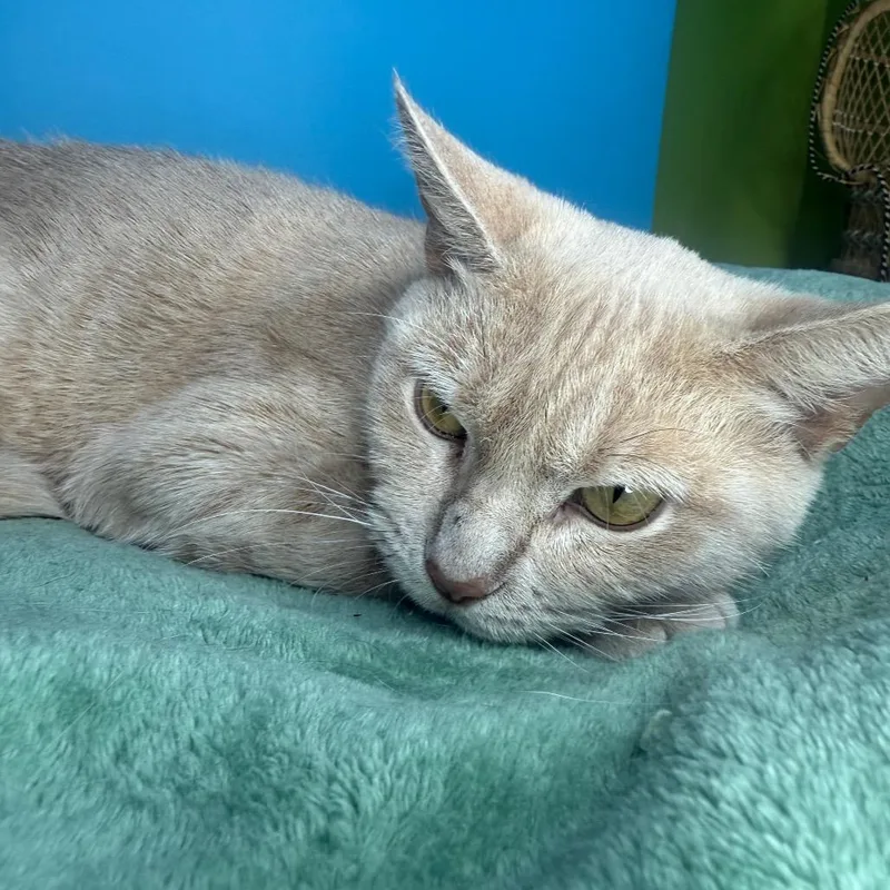 Golden Flower thumbnail 2