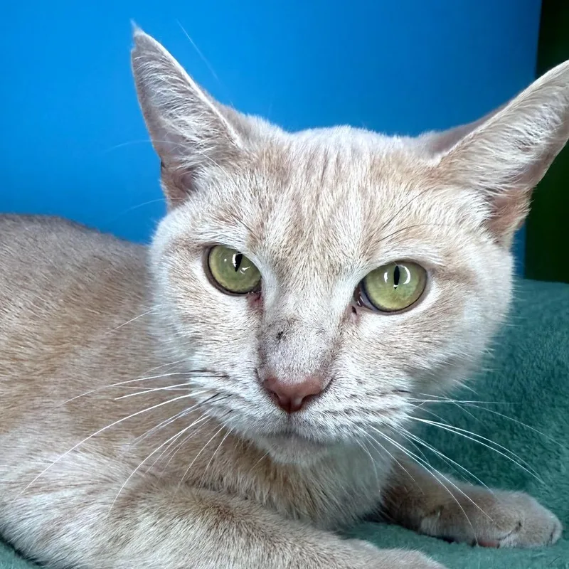 Golden Flower thumbnail 3