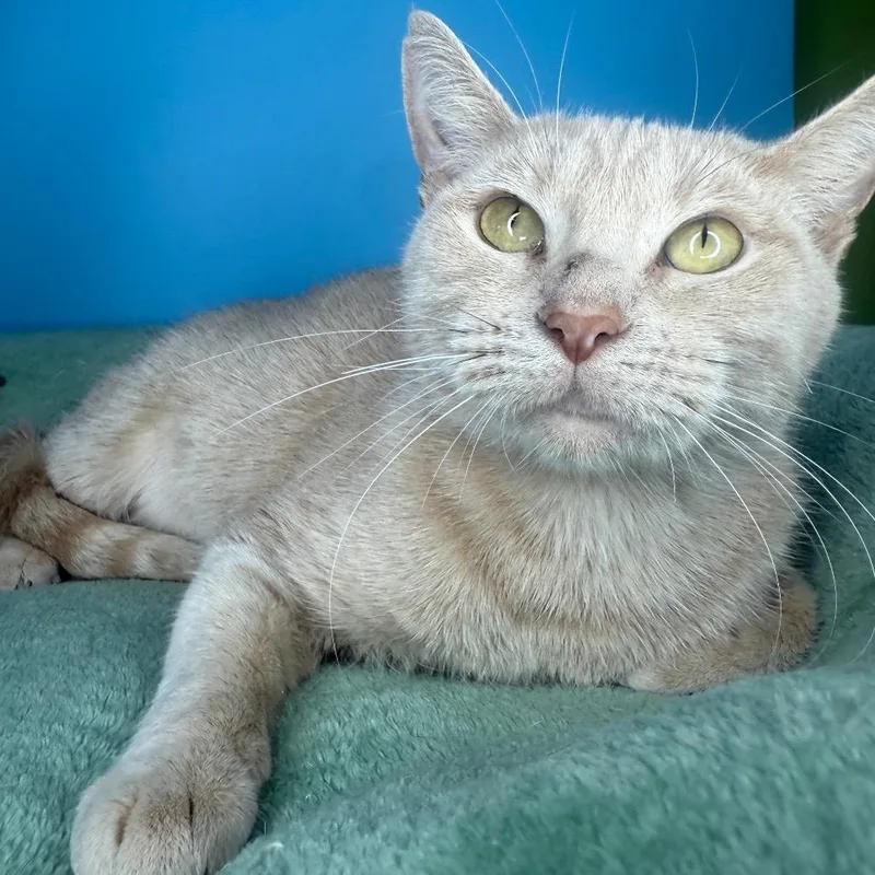 Golden Flower thumbnail 4