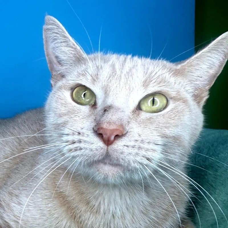 Golden Flower thumbnail 5