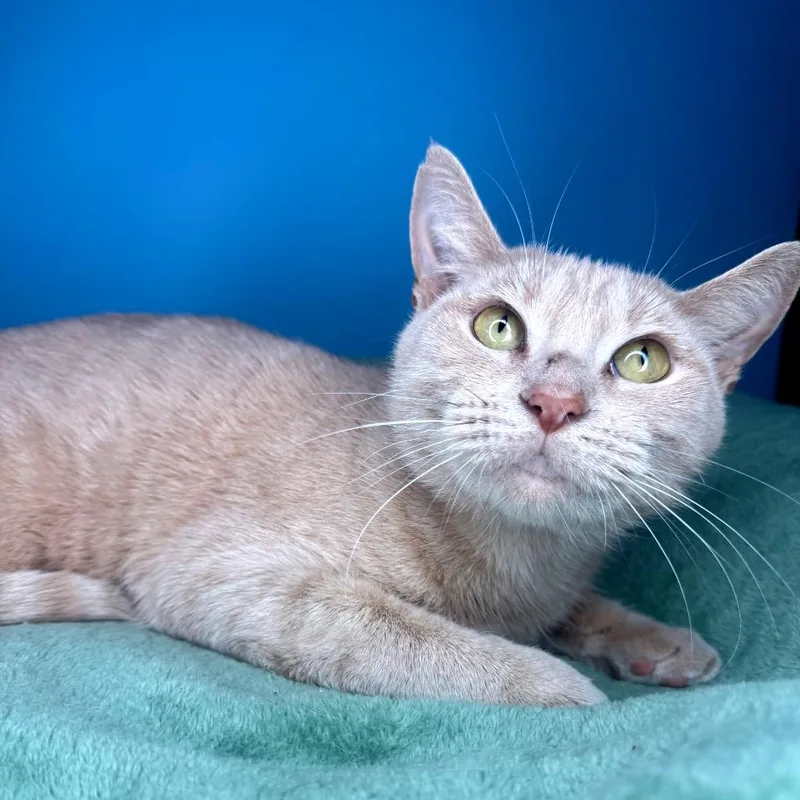 Golden Flower thumbnail 6