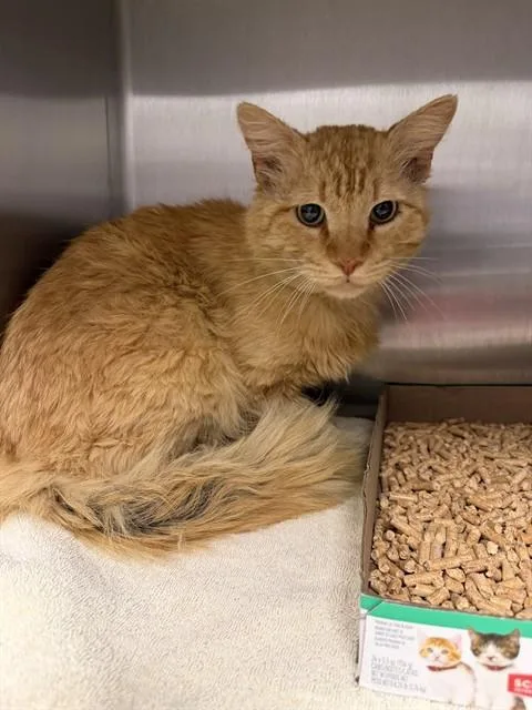 An adult small-sized male Domestic Long Hair cat named Mango for adoption in Ontario, CA
