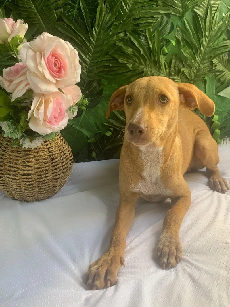 A baby medium-sized female Golden Mixed Breed dog named Duchess for adoption in Richmond, VA