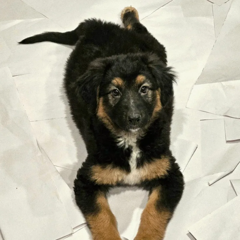 A baby large-sized female Yellow / Tan / Blond / Fawn German Shepherd Dog dog named Briar for adoption in Chicago, IL