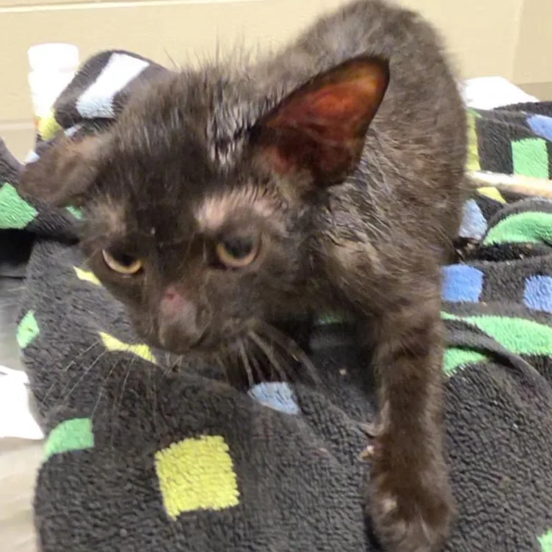 A baby small-sized female Black Domestic Short Hair cat named Elaine for adoption in Bristol, IN
