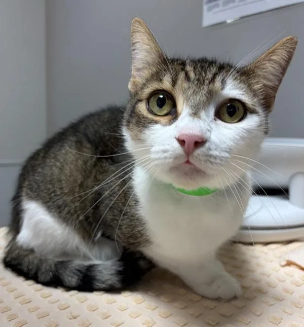 An adult medium-sized male Domestic Short Hair cat named Prince for adoption in Oakland, CA