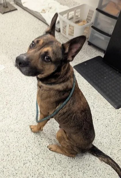An adult large-sized male Belgian Shepherd / Malinois dog named Tracker Jack for adoption in Atlanta, GA