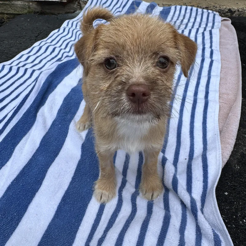 A baby small-sized male Chihuahua dog named Leo for adoption in Gainesville, VA