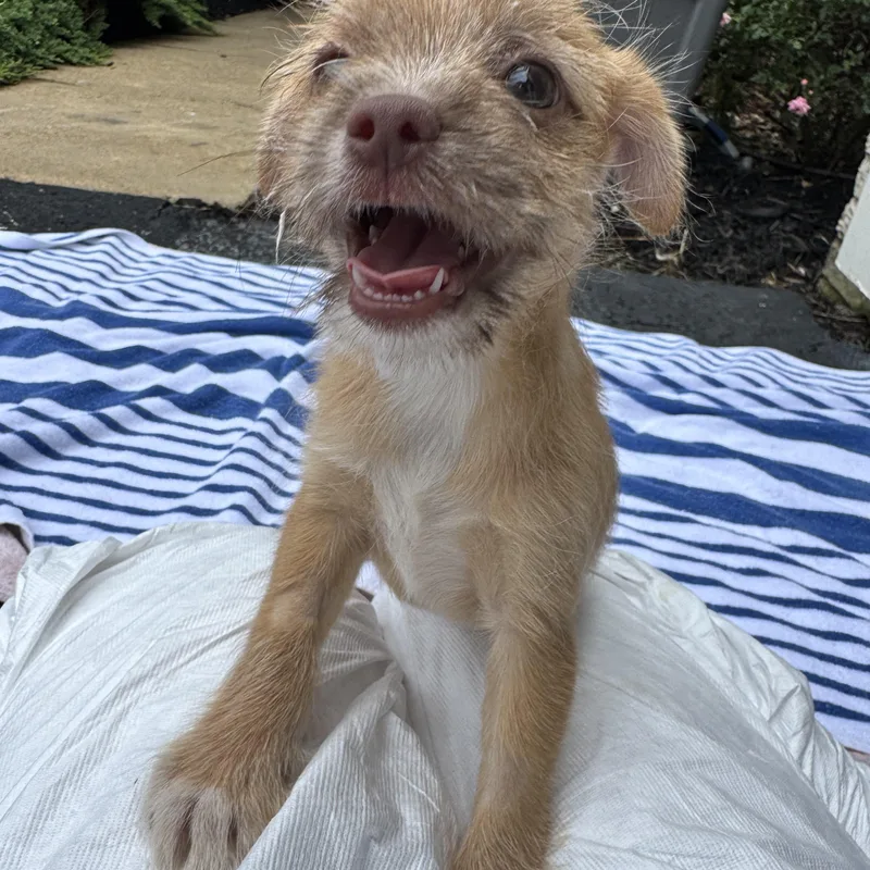 Leo thumbnail 4