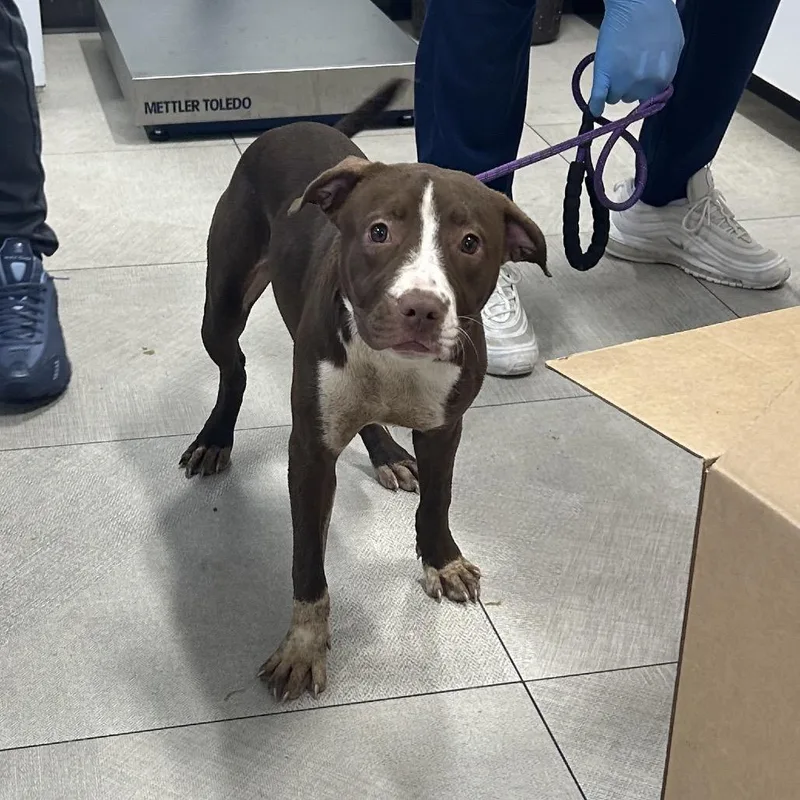 A young medium-sized female Brown / Chocolate Pit Bull Terrier dog named Augusta for adoption in Newark, NJ