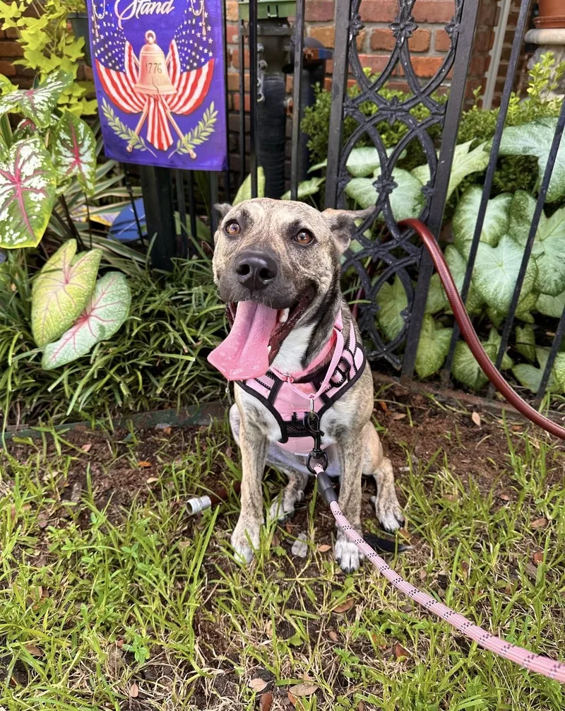 A baby medium-sized female Dutch Shepherd dog named Dolly for adoption in South Houston, TX