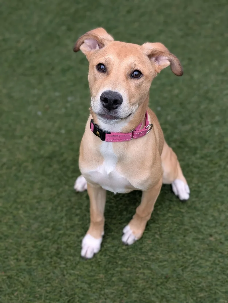 A baby large-sized female Mixed Breed dog named Ellie for adoption in Sudbury, MA