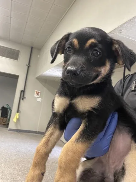 A baby medium-sized male Shepherd dog named Bodie for adoption in Victorville, CA