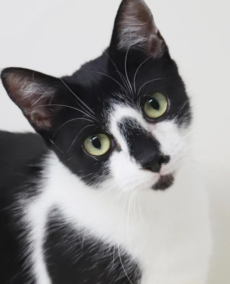 A baby medium-sized male Black Turkish Van cat named Bizzy will make biscuits for adoption in Bedford Hills, NY