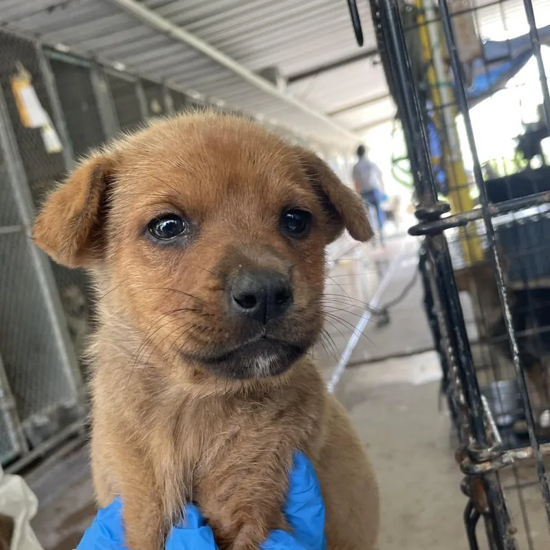 A baby small-sized female Brown / Chocolate Terrier dog named Cecilia for adoption in Edinburg, TX