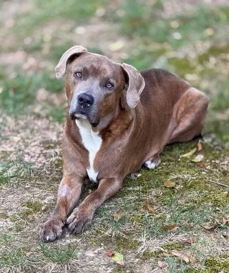 A young large-sized male Pit Bull Terrier dog named Peanut for adoption in Princeton, MA