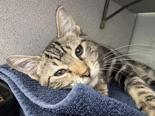 A baby small-sized male Domestic Short Hair cat named Cinnamoroll for adoption in Salt Lake City, UT